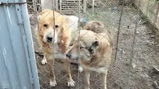 20.10.24. восстановление утраченного. Казак ит Тобет.