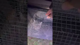 В час ночи поймали Чупакабру