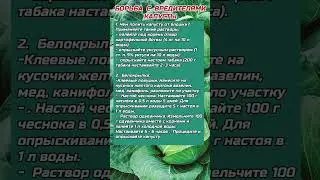 Борьба с вредителями капусты 