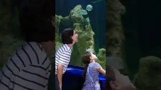 Подводный мир