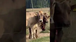Luka Doncic MADE the Horse look small & says he Wants to own a Farm one day!