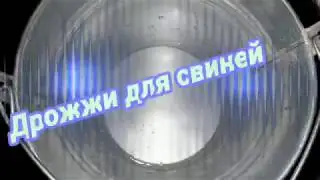 Свиньи как бизнес идея/ Дрожжи в рационе