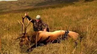 Magnum TV S4:E6  Do it yourself Roosevelt Elk hunt.  Bear Takes Elk! Survivor Raspberry Island.