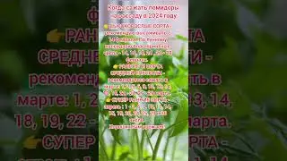 Когда сажать рассаду помидор. 