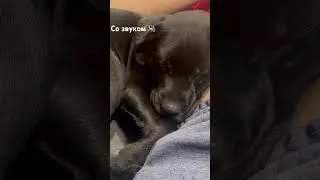 Самый сладкий сон 😴 