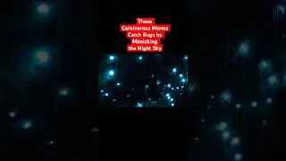 These Glow Worms Have Real Star Quality 🌟 | #DeepLook #Shorts