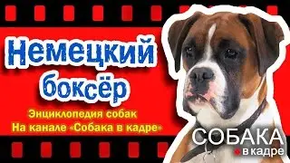 Немецкий боксер. Энциклопедия пород собак.