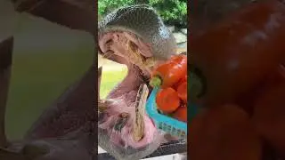 Brother Qi, why don’t you just yell at me? I got Dragon Dream in my stomach. Animal world. Fantasti