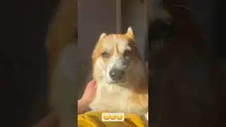 Собачья жизнь🤍