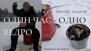 Окунь снова в форме. Блесна Alaskan.