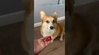 Хозяин в доме)) Собачья жизнь🤍