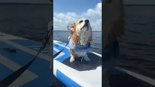 Собачья жизнь🤍