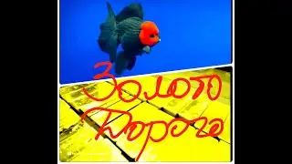 Золотая рыбка Оранда! Почему такая цена?