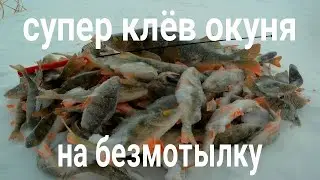 Супер клёв окуня, на безмотылку!!!