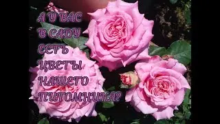 Цветущие розы . Питомник Роз Полины Козловой - rozarium.biz
