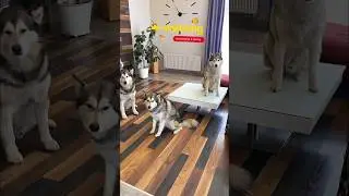 НАШЁЛ ПЕРЕВОДЧИК ДЛЯ СОБАК 🤩