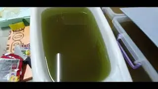 Приятные события на разводне! Скалярии радуют!