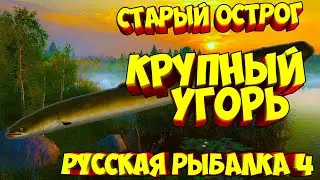 русская рыбалка 4 - Угорь озеро Старый Острог - рр4 фарм Алексей Майоров russian fishing 4