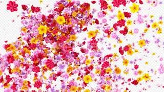 Flowers Transition Pack | Motion Graphics - Envato elements