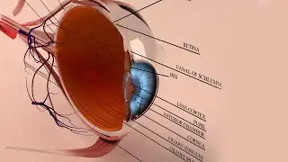 The Human Eye Structure | Human Eye | Eye function