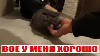 КОШКА СЫТА И НАГЛАЖЕНА.  ПОКА ПЕЧКИ ЛАВОЧКИ УЕХАЛИ НА ЧЕРНИЧНЫЙ ХУТОР МЫ ХОЗЯЕВА.