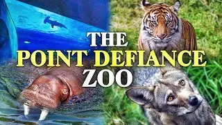 The Beginner's Guide to the Point Defiance Zoo (WA)