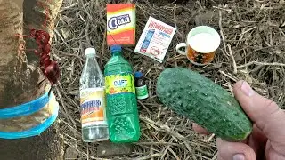 Как избавиться от муравьев в огороде СУПЕР ЭФФЕКТИВНОЕ СРЕДСТВО