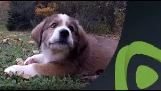 Exhausted puppy flops down for a nap after playtime with brothers and sisters