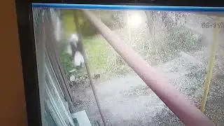 Соседка продолжает лить свою мочу .