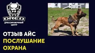 Видео-Отзыв об обучении послушанию и охране бельгийской овчарки малинуа в школе для собак DRED