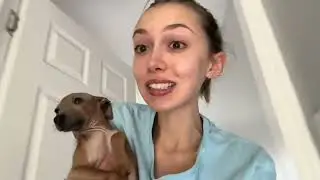 I GOT AN IGGY! (Italian Greyhound)