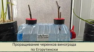 Проращивание винограда Римский рубин (Ruby Roman) по Егорутински