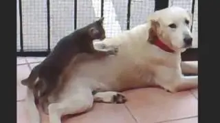 Funny Dog Videos - Must Watch!!