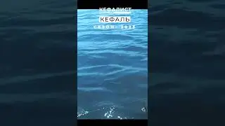Рыбалка на кефаль! Почему не клюёт кефаль ??? Как ловить кефаль???
