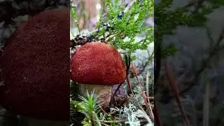 Грибные Селигерские чудесные места ,в стране Селигерия.