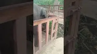 Elephant sanctuary(2)