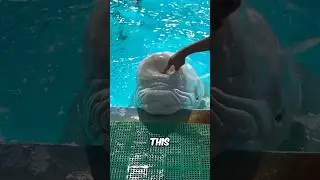 The Beluga Whale’s Squishy Head Explained 