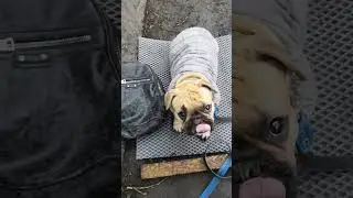 Эйсик, сидеть , лежать