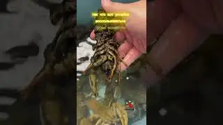Живые волжские раки!🦞 