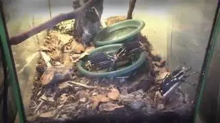 БЛОГ #2 - Домашние жуки Coleoptera