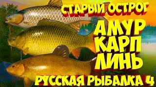 русская рыбалка 4 - Карп Амур Линь озеро Старый Острог - рр4 фарм Алексей Майоров russian fishing 4