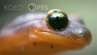 Ensatina Salamanders Are Heading For a Family Split | Deep Look