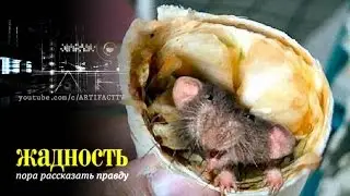 Жадность Опасная закуска (18.08.2015) HD
