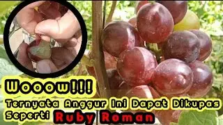RUBY ROMAN KW 🤭 || NGALAM GRAPES 🍇