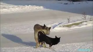 пёс по кличке Ёбик попал в непонятки и смешно и жалко