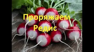 Как прорядить редис,вспашка земли