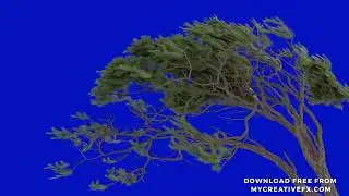 Free Green Screen Tree Effects | Free VFX Video