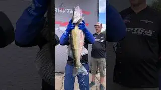Рекордный судак весом 11 кг 10 г! Экипаж Питерцов-Елисеев 1 тур #PAL2024_1этап