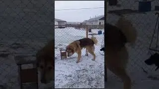 Тобеты. Алыпсок и Кокще