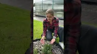 Выращиваем бруснику в саду!